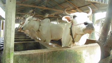 Cattle fattening.jpg