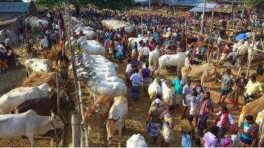 cattle markets clean.jpg