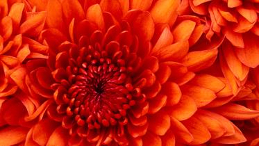 Chrysanthemum.jpg