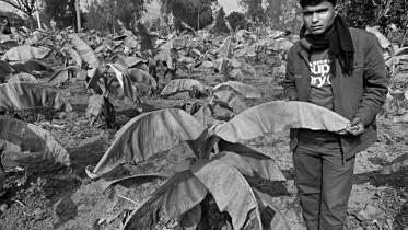 cold spell banana.jpg