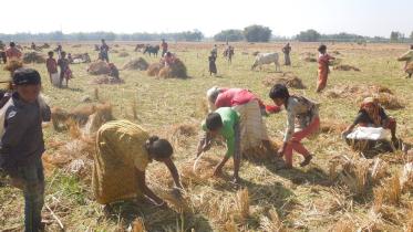 collect fallen paddy.jpg