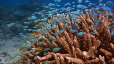 Coral-fish-afp-1-wb.jpg