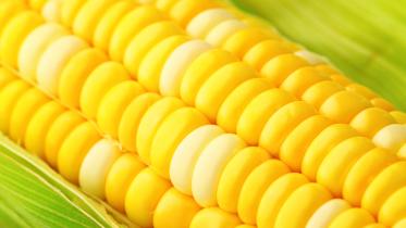 corn.jpg
