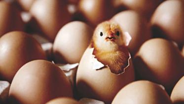 Counting chickens.jpg