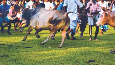cow.jpg