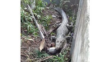 Crocodile Juliet.jpg