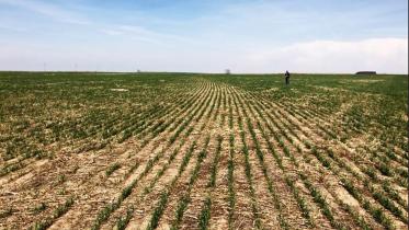 Crops.jpg