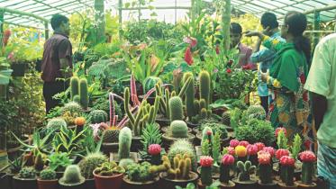 Different Shades of Green