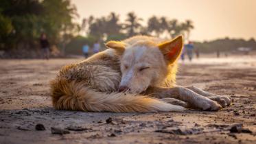 dog-1.jpg