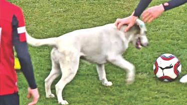 dog.jpg