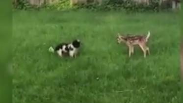 Dog deer.JPG