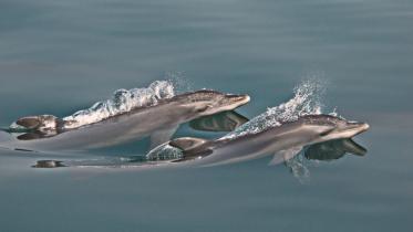 dolphin in bay 1.jpg