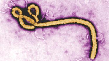 ebola test.jpg