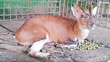 Endangered wildlife of lawachhara