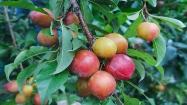 Exotic-fruit-grower.jpg