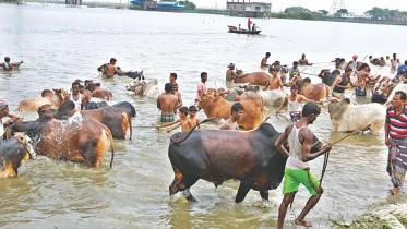 extortion from cattle traders.jpg