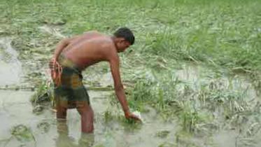 farmer