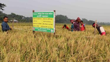 Farmers-participating.jpg