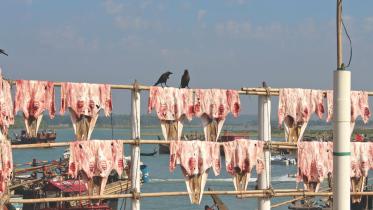 Fighting to save the giants of the seas