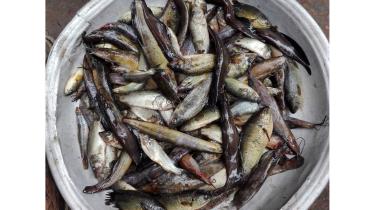 FISH.jpg