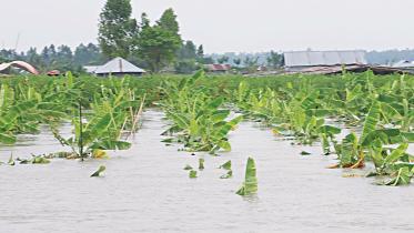 flood-lose.jpg