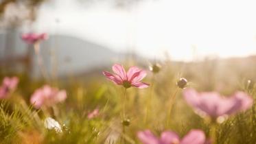 Floral