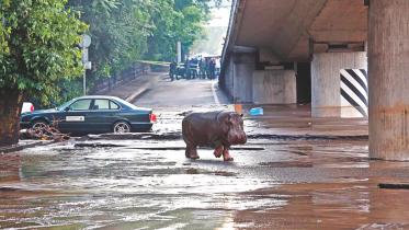 gorgia flood 1.jpg