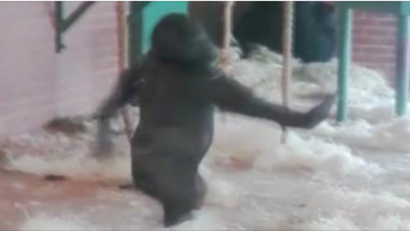 gorilla.PNG
