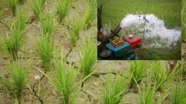 hampers Aman farming.jpg