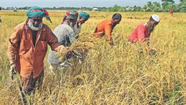 harvesting-crop.jpg