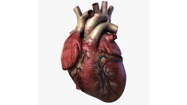 heart.jpg