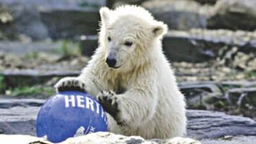 Hertha.jpg