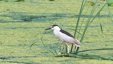 High Park, Toronto.jpg