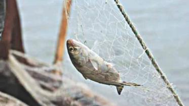 fish in bangladesh