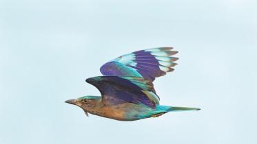Indian roller (neelkantha).jpg