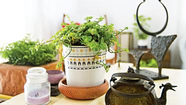 indoor-plants0.jpg