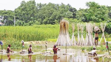 jute.jpg