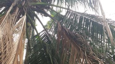 Kachua upazila.jpg