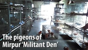 Kobutor Thumb-web.jpg