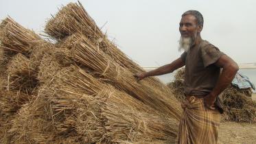 Kurigram catkin growers.jpg