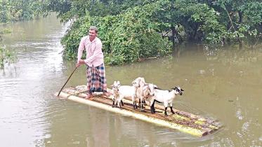 looking-fodder-in-flood.jpg