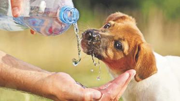 Love at first paw