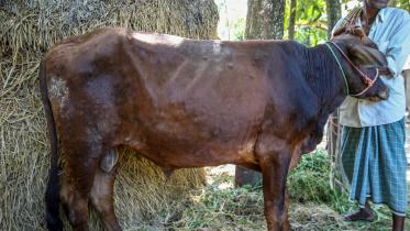 Lumpy skin disease 1.jpg