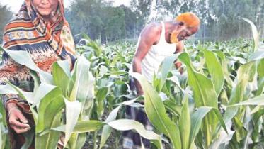 maize.jpg