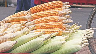 Maize.jpg