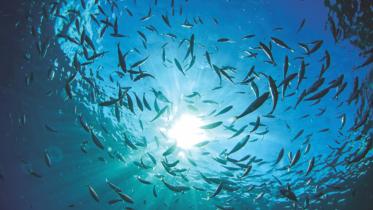 marine life.jpg