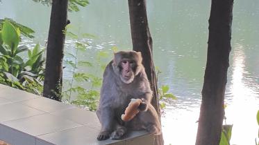 monkey.jpg