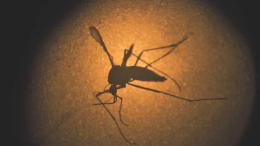 mosquitoes