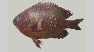 New Species of fish, from ASAD JU.jpg