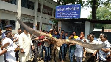 Nilphamari, Birds Hospital.jpg